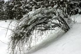 Ams neve have a long and proud history in the professional audio industry. File Neve Snow Schnee 01 Jpg Wikimedia Commons