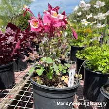 Image result for Aquilegia pompom mix
