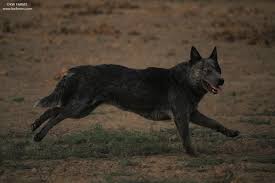 Black Australian Cattle Dog Blue Heeler Dark Blue Heeler Blue Heeler Cattle Dog Australian Cattle Dog