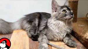 Kucing maine coon merupakan salah satu jenis? Ciri Fisik Kucing Mainecoon Youtube