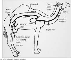 A bactrian camel has two humps and a dromedary camel has one hump.camels are even toed hoofed cud chewing types of mammals in the order artiodactyla.there are two species: Physiology Of Lactation And Machine Milking In Dromedary She Camel Semantic Scholar