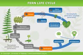 Check spelling or type a new query. Fern Life Cycle Science Learning Hub
