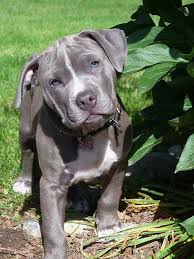 Gorgeous Baby Pitbull Puppy Dog Head Tilted By Christy Carlson Pitbull Puppies Pitbull Puppy Puppies