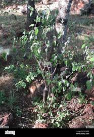 Image result for Pouzolzia mixta