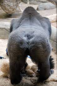 Hairy Gorilla Ass | This dude was mooning everyone | Derek Dysart | Flickr