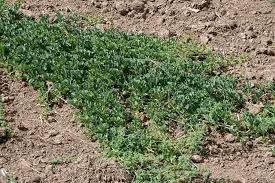 Image result for Cucumis myriocarpus