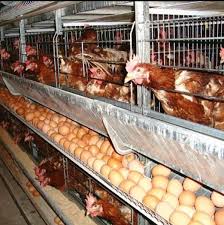 Cara merawat ayam dan penjadi peternak ayam juara. Jual Konsentrat Ayam Bertelur Berat 10 Kg Protein Ayam Telur Bagus Di Lapak Taniku Tanimu Bukalapak