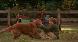 New cats, dogs, pets up for adoption in the st. 20 Drinking Games You Need To Play When You Watch Homeward Bound
