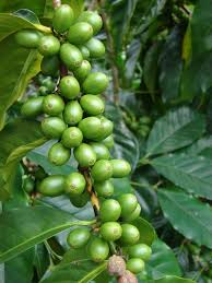 Image result for Coffea mufindiensis