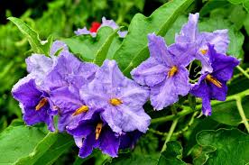 Image result for Solanum wrightii