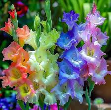 Image result for Gladiolus bellus