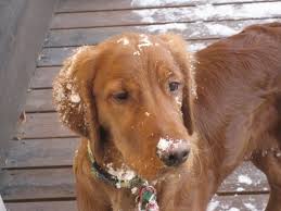 At texas rose, our puppies are valued treasures. A Look At Some Real Irish Setter Golden Crosses Natural History