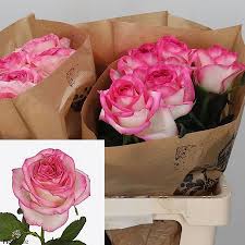 We did not find results for: Rose Sugar Bomb 60cm Wholesale Dutch Flowers Florist Supplies Uk
