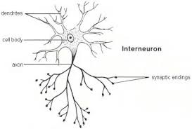The act of passing along (something, such as a message or ball) by stages also : Relay Neuron The School Of Biomedical Sciences Wiki