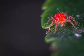 What are tiny red bugs on concrete? Mites And The Tiny Red Spider In Your Home 24 7 Pest Control Blog