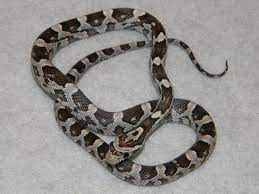 Anerythristic Corn Snakes For Sale Buy A Anerythristic Corn Snake P Corn Snake Snake Corn Snakes For Sale