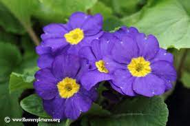 Primula Primrose Purple Primula Flower Pictures Flowers