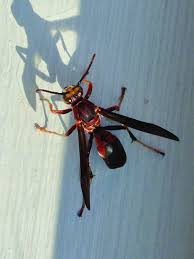 Wasp Problems With Cooler Weather Upon Us Wasp Bees And Wasps Problem