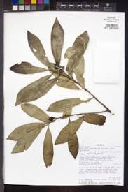 Image result for Warburgia ugandensis