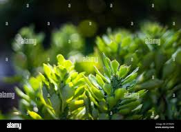 Image result for Monadenium lugardiae