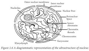 Two major populations of membrane proteins: Subcellular Organelles Cell Biology