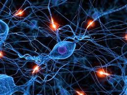 Image result for sistem saraf