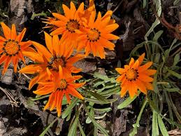 Image result for Gazania krebsiana