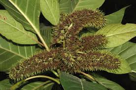 Image result for Hymenodictyon parvifolium