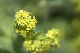 Image result for Alchemilla kiwuensis