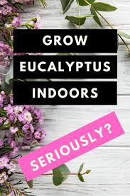 For the home gardener, however, eucalyptus is more often grown as a potted shrub or plant. Eucalyptus Plant Care The Definitive Guide