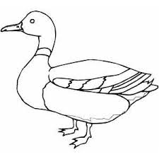 Mallard Duck Coloring Page Bird Line Drawing Animal Outline Duck Art