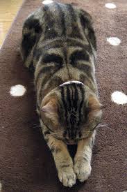 「ごめん寝」の画像検索結果