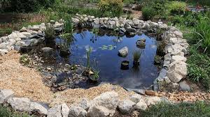 Diy mini backyard turtle pond | tutorial#turtle #pond #outdoor #redslider #mini #green #jafidaily Making A Wildlife Pond In Your North Florida Backyard
