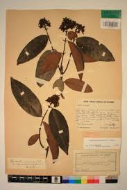 Image result for Landolphia owariensis