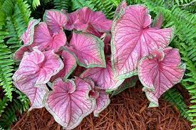 Maybe you would like to learn more about one of these? Florida Boys Caladiums Florida Sweetheart Strap Leaf Florida Sweetheart