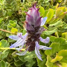 Image result for Coleus caninus