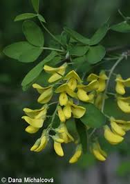 Image result for Laburnum anagyroides
