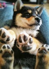 Black And Tan Shiba Inu Puppy Shiba Inu Pup Shiba Inu Dog Art Portraits Photographs Information And Just Plain Fun Also See How Artist Kline D Cute Animals Shiba Inu Puppy Japanese Dogs