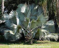 Which palm tree is good to grow on a patio? Large Palm Trees