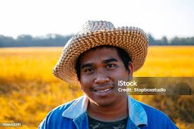 Rice Farmer Stock Photo
