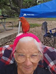 Birds of a feather flock to Garner! One of our amazing Park Hosts, Jane  Hudson, helped this colorful guest settle into his campsite by the river  today. Summer tanagers are one of