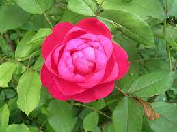 We did not find results for: File David Austin Rose Benjamin Britten Jpg Wikimedia Commons
