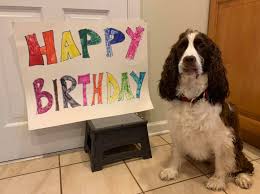 We did not find results for: Today Is Mid Atlantic English Springer Spaniel Rescue Facebook