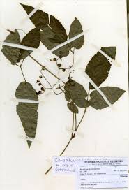 Image result for Cayratia ibuensis