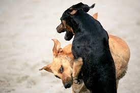 A study published in the journal of the american animal hospital association in spring 2013 looked at the frequency of parvovirus in puppies that attended puppy classes compared with puppies that. How To Handle An Aggressive Dog