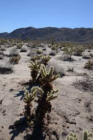 John weiss pointed out that the prickly pear had been imported from the us in the early 1800s as stock fodder but had become a serious invasive pest in new south wales and. Usa The Cactus Trip Diaries