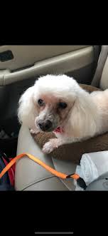 Missing my beloved pet taffy