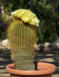 Check out our white ball cactus selection for the very best in unique or custom, handmade pieces from our shops. 52 Best Hairy Cactus Images Stock Photos Vectors Adobe Stock