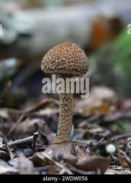 Image result for Inocybe hystrix