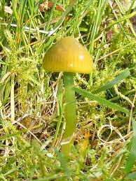 Green Parrot Waxcap Hygrocybe Psittacina Mushroom Fungi Fungi Stuffed Mushrooms